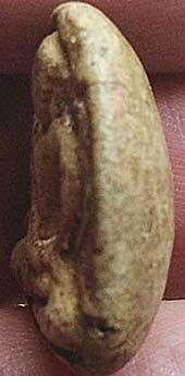 *พิมพ์หลวงพ่อโต เนื้อผง กรุวัดอัมพวา บางกอกน้อย กรุงเทพฯ*