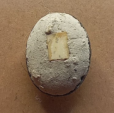 ล็อกเก็ตพระอาจารย์บุดดี อาทโร วัดป่าเมตตาธรรม