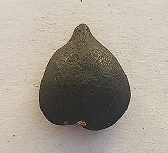 พระปิดตาใบโพธิ์เนื้อผงคลุกรัก ตะกรุดทองคำไม่ทราบที่