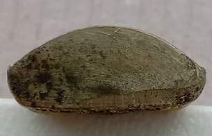 รูปเหมือนรุ่นแรก หลวงปู่บุญหลาย วัดโนนทรายทอง จ.อำนาจเจริญ ปี2550 เนื้อทองเหลือง มีโค้ด