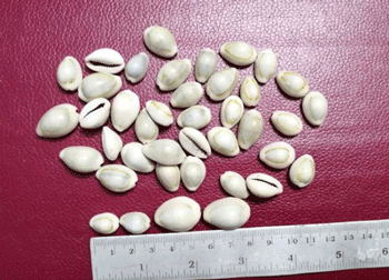 เบี้ยจั่น คละไซด์ จำนวน 40 ตัว หายาก