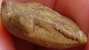 *พระผงหลวงพ่อผ่อง วัดคูหาสวรรค์ กทม. พิมพ์เล็บมือสมาธิ*