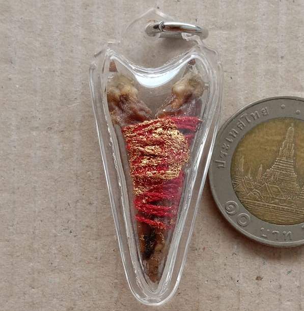 เดือยงูเหลือม..ของดีทางธรรมชาติ เลี่ยมกันน้ำพร้อมใช้ ตามรูป