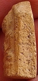 *พระชัยวัฒน์ครึ่งซีก เนื้อดิน ท่านเจ้าคุณศรีฯ(สนธิ์) วัดสุทัศน์ฯ กทม.*