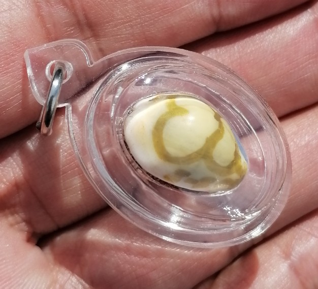 เบี้ยแก้ภควจั่น​ หลวงปู่หงษ์​ พรหมปัญโญ​ สุสานทุ่งมน​ จ.สุรินทร์​​ เลี่ยมพร้อมใช้​ เคาะเดียว    