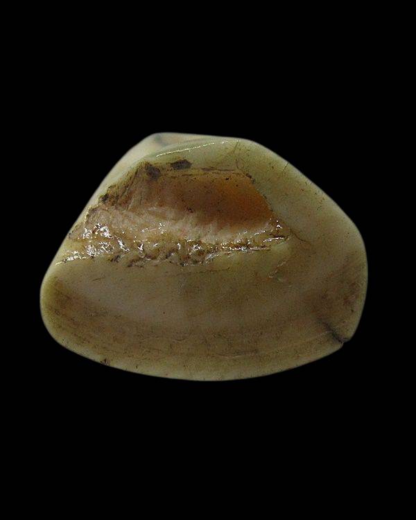  ลิงงาแกะ หลวงพ่อดิ่ง วัดบางวัว จ.ฉะเชิงเทรา