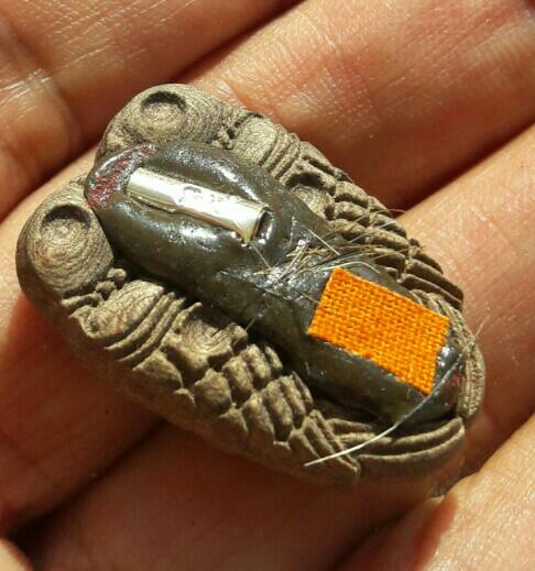 สาริกาไม้มะยม​ หลวงปู่หงษ์ พรหมปัญโญ ด้านหลังจัดเต็ม วัดเพชรบุรี จ.สุรินทร์ เคาะเดียว   