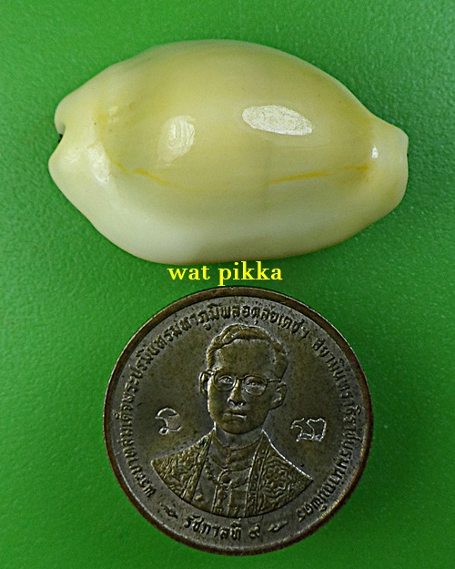 เบี้ยมหาโภคทรัพย์ฝังตะกรุดหัวใจเศรษฐี หลวงปู่สิงห์ วัดบ้านขี้เหล็ก ศรีสะเกษ .B832.