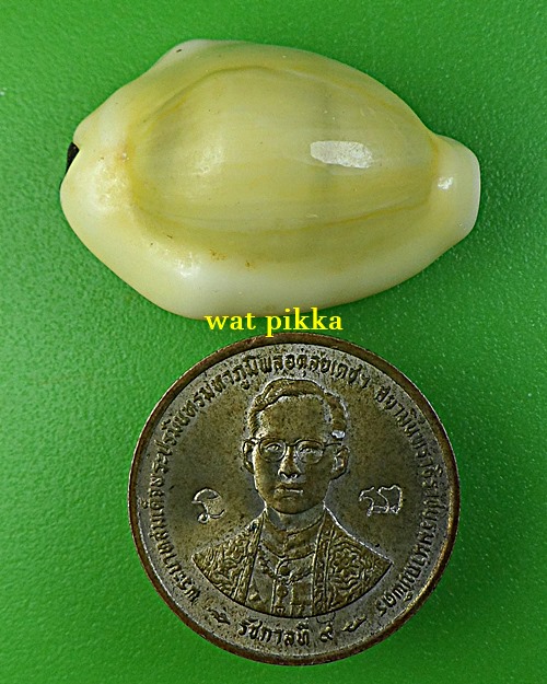 เบี้ยมหาโภคทรัพย์ฝังตะกรุดหัวใจเศรษฐี หลวงปู่สิงห์ วัดบ้านขี้เหล็ก ศรีสะเกษ .B832.*