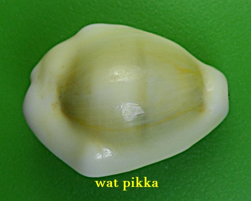 เบี้ยมหาโภคทรัพย์ฝังตะกรุดหัวใจเศรษฐี หลวงปู่สิงห์ วัดบ้านขี้เหล็ก ศรีสะเกษ *.B832.*