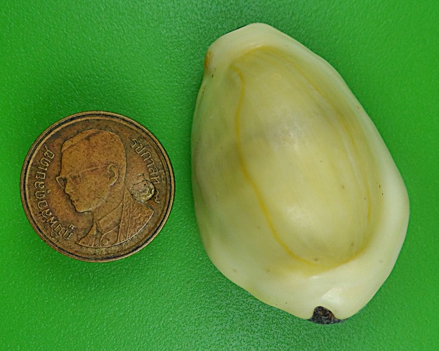 เบี้ยมหาโภคทรัพย์ฝังตะกรุดหัวใจเศรษฐี หลวงปู่สิงห์ วัดบ้านขี้เหล็ก ศรีสะเกษ .B833.