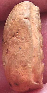 เม็ดบัวพระสังกัจจายน์ เนื้อดินเผา เจ้าคุณโพธิ์ วัดชัยพฤกษ์