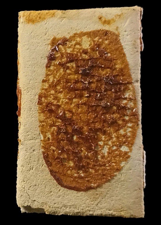 "เคาะเดียว" สมเด็จพิมพ์พระประธาน (นิยม) ออกวัดเกาะลอย ปี 2514 หลวงปู่ทิม วัดละหารไร่ ปลุกเสกใหญ่