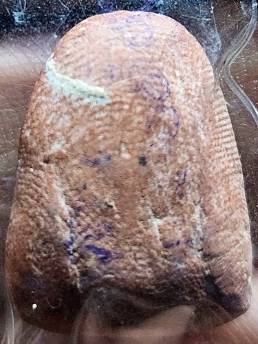 วัดโฆสิตาราม ชัยนาท พระสังกัจจายน์ หลวงพ่อกวย  2515 เนื้อดินเผา(ออกวัดหนองอีดุก)