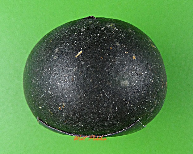 ลูกอมผงมหาว่าน ฝังตะกรุดเงิน หลวงปู่สิงห์ วัดบ้านขี้เหล็ก ศรีสะเกษ .D340.