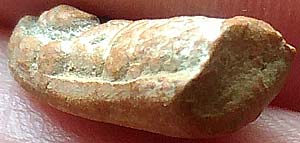 *นาคปรกตัวหนอน ผสมดินกรุ สมเด็จพระพุฒาจารย์ฯ(นวม) วัดอนงคาราม ปี๒๔๙๕*