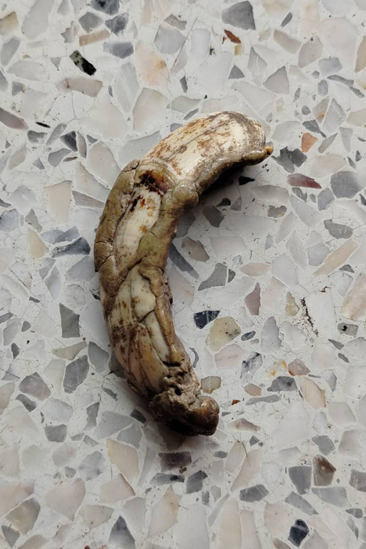 เขี้ยวหมูตัน สภาพตามรูป มีหินปูนขึ้นแล้ว