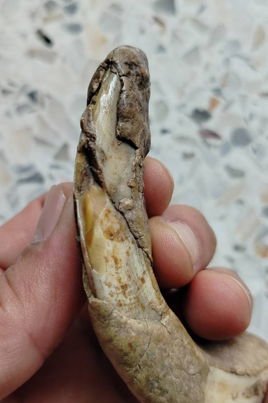 เขี้ยวหมูตัน สภาพตามรูป มีหินปูนขึ้นแล้ว