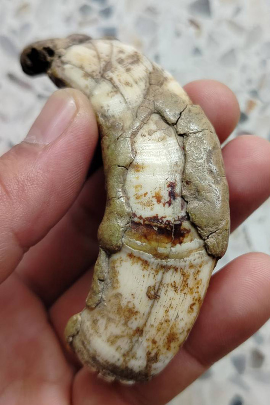 เขี้ยวหมูตัน สภาพตามรูป มีหินปูนขึ้นแล้ว