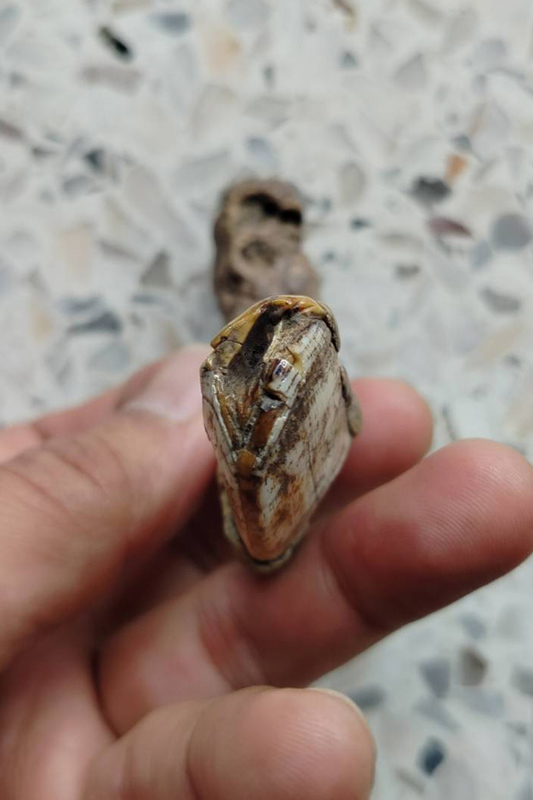 เขี้ยวหมูตัน สภาพตามรูป มีหินปูนขึ้นแล้ว