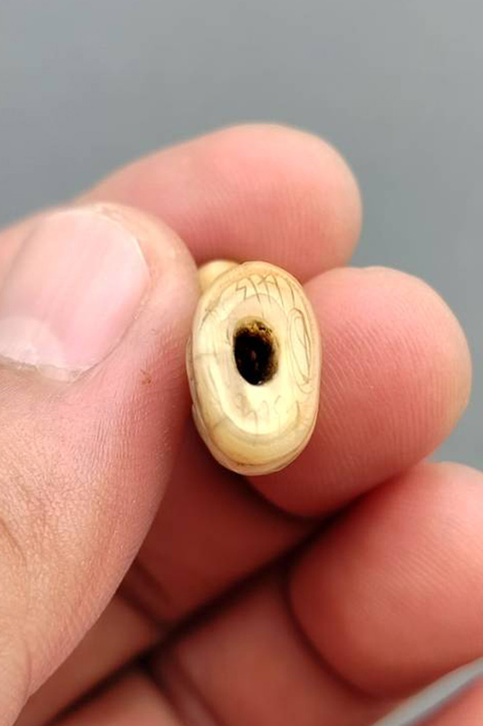 เขี้ยวเสือแกะ