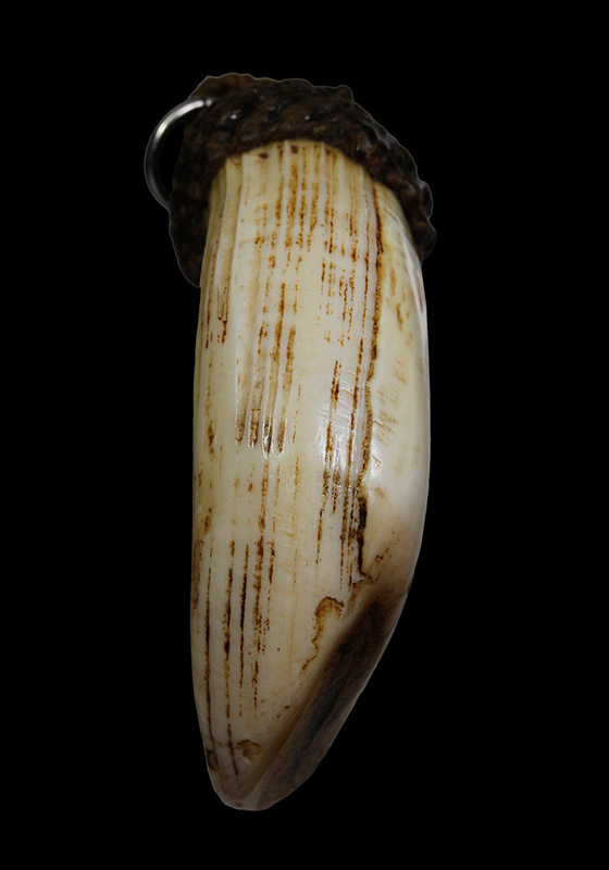 ""เvี้eวหมูตัน"" วัตถุอาถรรพ์เป็นของดีของทนสิทธิ์มีฤทธิ์ในตัว