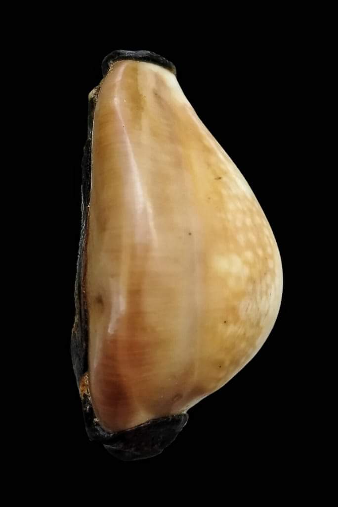 เบี้ยแก้หลวงพ่อคำ ปัญญาสาโร วัดโพธิ์ปล้ำ อ.วิเศษชัยชาญ จ.อ่างทอง