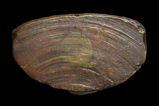 "เคาะเดียว" พระกริ่งอู่ทอง วัดชิโนรส กรุงเทพฯ ปี 2512 หลวงพ่อกวย วัดโฆสิตาราม ปลุกเสก 