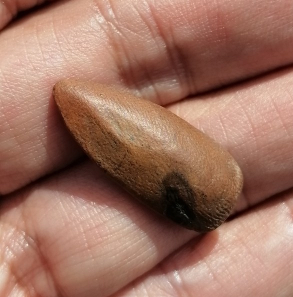 พระสิวลีหลวงพ่อกวย เนื้อดิน พิมพ์มีย่าม วัดโฆสิตาราม จ.ชัยนาท เคาะเดียว     