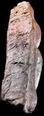 นางพญา ดินเผา 