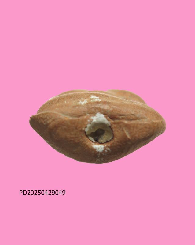 พระปิดตา ก้นอุดผง