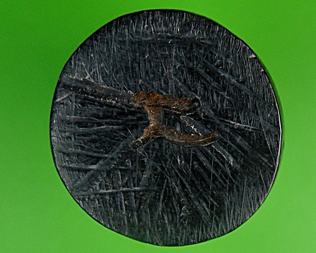 ลิงอาจารย์นันต์ วัดบางพลีน้อย สมุทรปราการ .581.