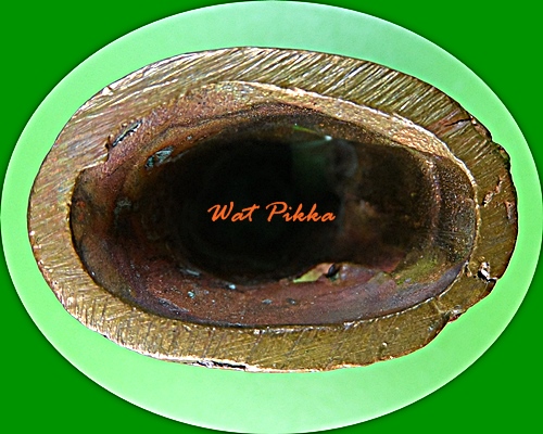 เสือเขี้ยวดาบ(ใหญ่) วัดปริวาสราชสงคราม กทม. .877.