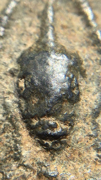 พระขุนไกร วัดพระรูป จ. สุพรรณบุรี พิมพ์ประภามณฑล ชินเขียว