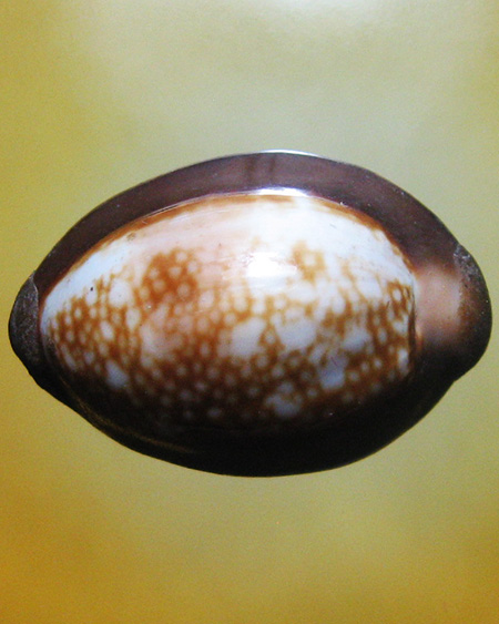 หลวงพ่อสาคร มนุญโญ วัดหนองกรับ อ.บ้านค่าย จ.ระยอง( ศิษย์เอกหลวงปู่ทิม )