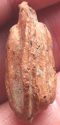 *พระรอด ดินเผา กรุวัดโปรดเกษ นนทบุรี พิมพ์สองหน้า*