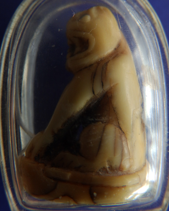 เขี้ยวเสือแกะ เก่า สูง 3 ซ.ม.