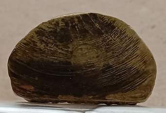 รูปเหมือนปั้มรุ่นแรก(อุดกริ่ง) หลวงพ่อปี่ วัดโคกท่าเจริญ จ.ชลบุรี ปี2511 เนื้อทองเหลือง กริ่งดังดี