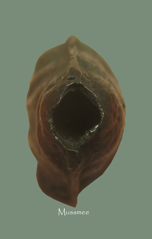 พระปิดตาเนื้อเมฆพัต หลวงปู่ใจ วัดเสด็จ พระสวยแท้ดูง่ายครับ 