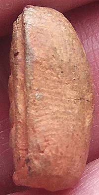 เม็ดบัวพระสังกัจจายน์ เนื้อดินเผา เจ้าคุณโพธิ์ วัดชัยพฤกษ์