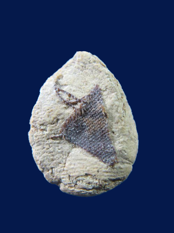 $ พระกลีบบัวหลังจีวร หลวงพ่อฤาษีลิงดำ วัดท่าซุง จ.อุทัยธานี เคาะเดียว ๒ องค์ครับ 