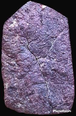 *พิมพ์ซุ้มไข่ปลา เนื้อว่าน กรุวัดป่าแตง พระนครศรีอยุธยา*