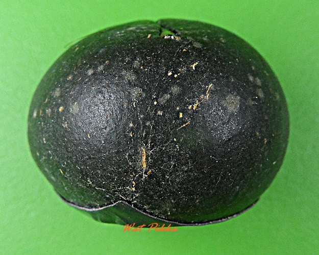 ลูกอมผงมหาว่าน ฝังตะกรุดเงิน หลวงปู่สิงห์ วัดบ้านขี้เหล็ก ศรีสะเกษ .D338.