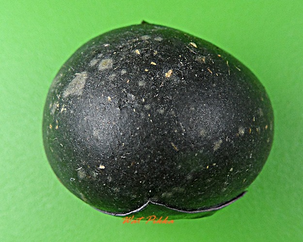 ลูกอมผงมหาว่าน ฝังตะกรุดเงิน หลวงปู่สิงห์ วัดบ้านขี้เหล็ก ศรีสะเกษ .D338.