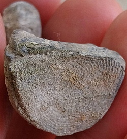 *หลวงปู่ทวด รุ่นลอยน้ำ เนื้อว่าน ปี๒๕๐๒ อาจารย์ทิม วัดช้างให้ ปลุกเสก*