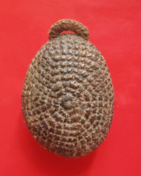 เบี้ยแก้ หลวงพ่อแล วัดพระทรง จ.เพชรบุรี ปี 2509 