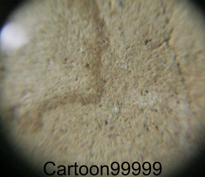 พระพิมพ์โคนสมอ หลวงพ่อสงวน วัดไผ่พันมือ สุพรรณบุรีครับ เนื้อผงอิทธิเจ หายากครับผม