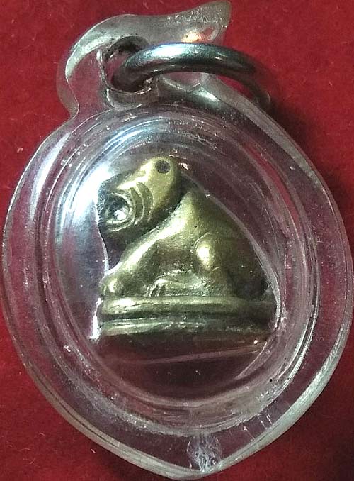 เสือจิ๋ว เนื้อทองเหลือง