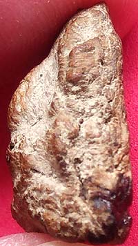 *พิมพ์ซุ้มไข่ปลา เนื้อว่าน กรุวัดป่าแตง พระนครศรีอยุธยา*