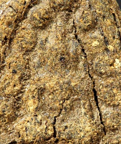 กลีบบัว เนื้อว่านเก่า